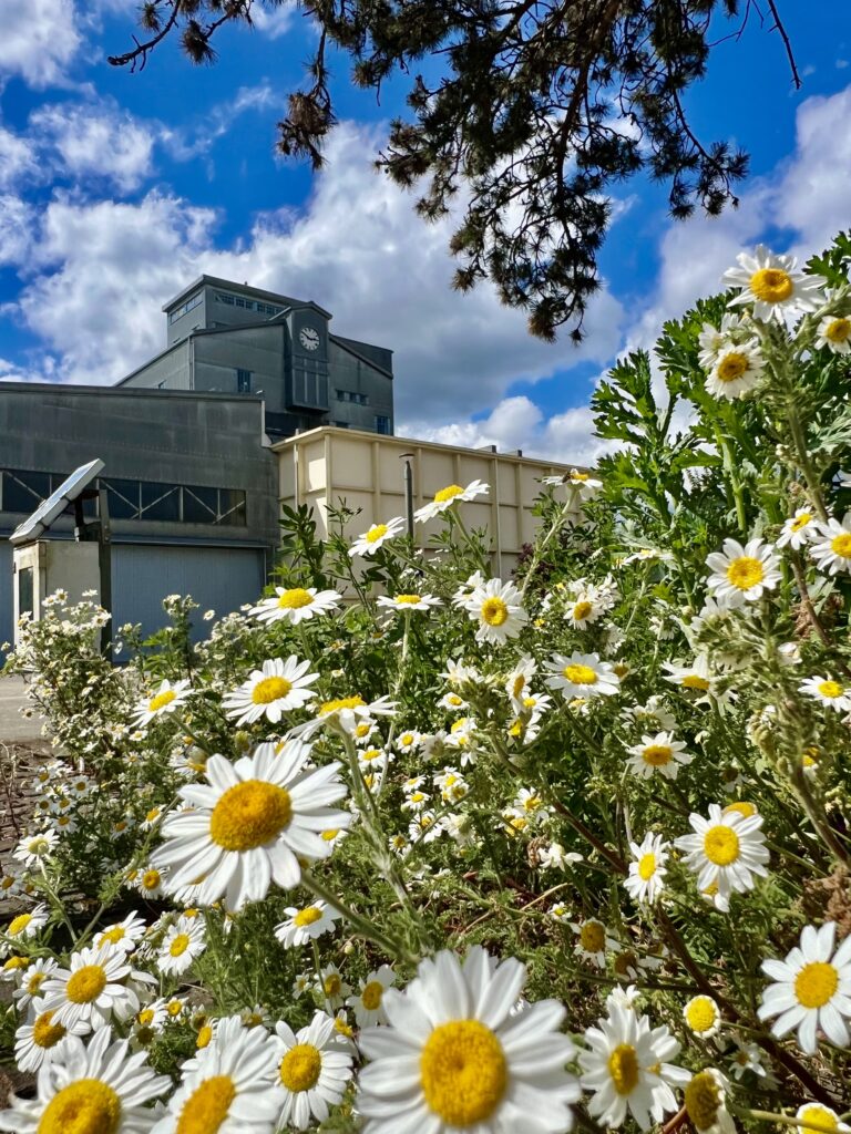 White daisies in bloom near an industrial building under a blue sky with clouds.